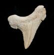 Fossil Palaeocarcharodon Tooth - #4050-1